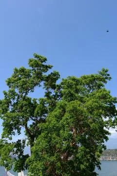 Green trees under clear blue sky by the water Stock Photos