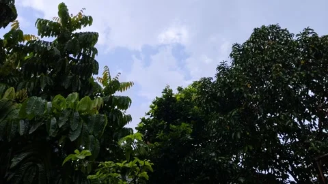 Green trees under a lightly raining sky Stock Footage 304049754