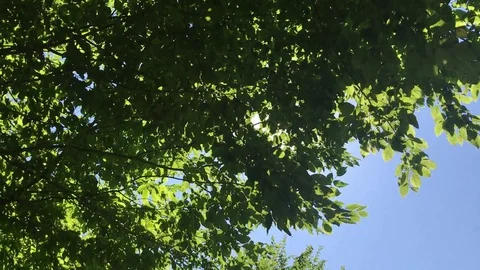 Green Trees Under Sunlight And Blue Sky Stock Footage 105246123