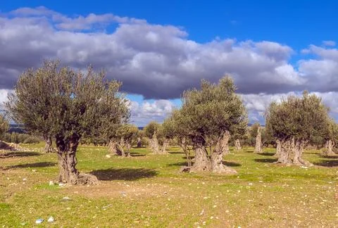 Green Trees in the Wild Stock Photos