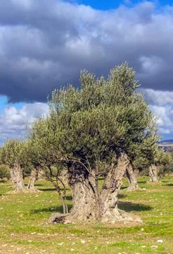 Green Trees in the Wild Stock Photos