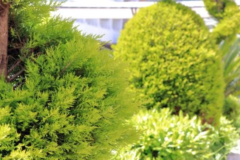 Green trees in the yard Stock Photos