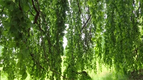 Green treetop of a beech, Castle Park Hoehenried Stock Footage 335035109