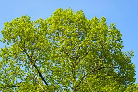 Green treetop Stock Photos