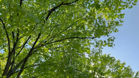 Green treetop in spring Vídeos de archivo 240435961
