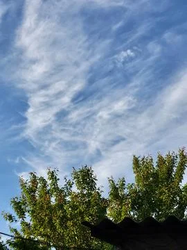 Green treetops against a high cloudy sky, summer day in the woods Stock Photos