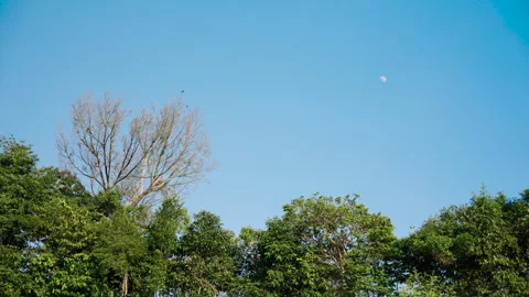 Green treetops beneath clear blue sky with visible white half-moon creating Stock Footage 312334561