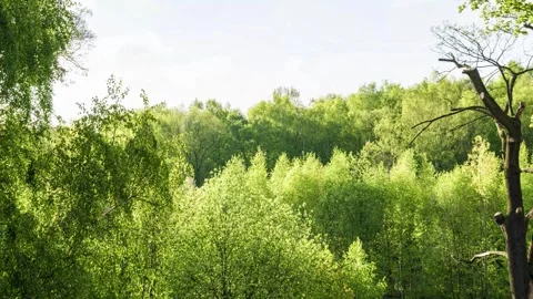 Green treetops  early spring morning time laps Stock Footage 273437404