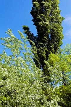 Green treetops Stock Photos