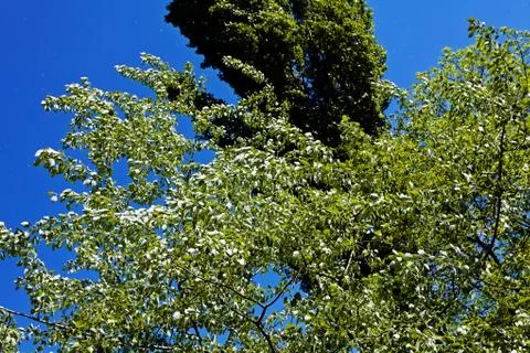 Green treetops Stock Photos
