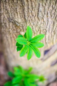 Green treetops Stock Photos