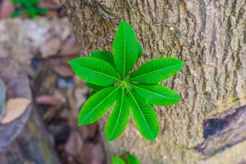 Green treetops Stock Photos