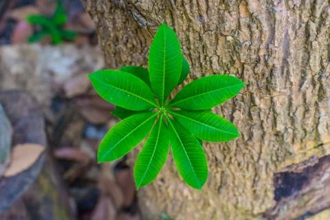 Green treetops Stock Photos