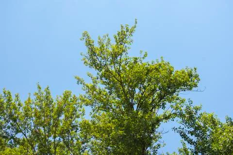 Green treetops Fotos Stock