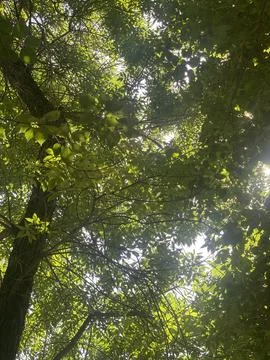 Green treetops Stock Photos