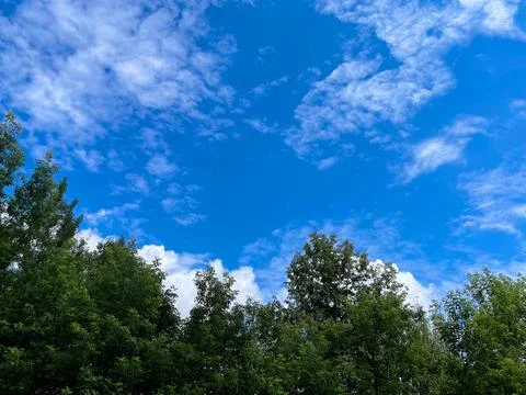 Green treetops under a bright blue sky with light white clouds Stock Photos