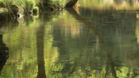 Green Tress Reflected in Stream Water with Sunlight Stock Footage
