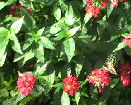 Green Triangle Butterfly Stockbeeldmateriaal 328938