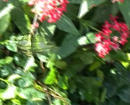 Green triangle butterfly Stock Footage 328942