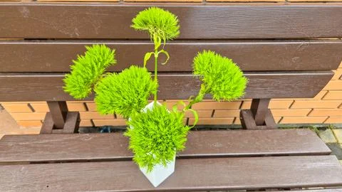 Green Trick dianthus flowers arranged in a white vase on a wooden bench. Close-u Stock Photos
