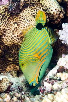 Green triggerfish 写真素材