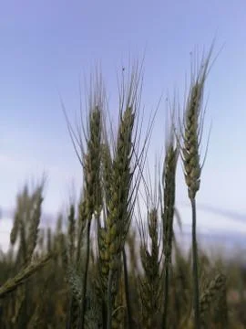 Green triticale 库存照片