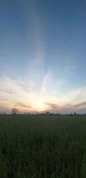 Green triticale 库存照片