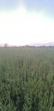 Green triticale 库存照片