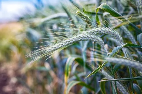 Green 'Triticale' wheat ears Stock Photos