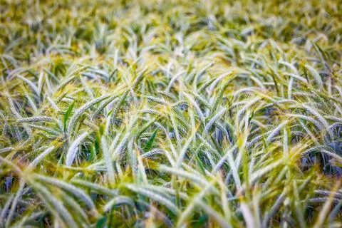 Green 'Triticale' wheat ears Stock Photos