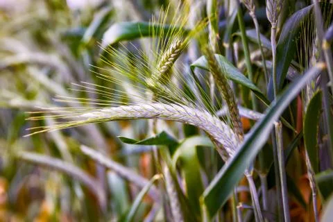 Green 'Triticale' wheat ears Stock Photos
