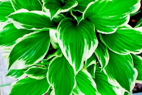 Green tropic leaves with white stripes close up. Stock Photos