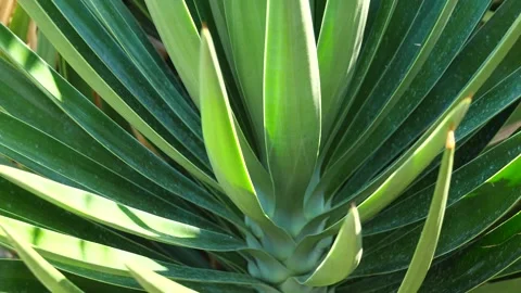 Green tropical background from a palm tree close up. Slow motion video. Palm Stock Footage 138936355