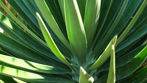 Green tropical background from a palm tree close up. Slow motion video. Palm Stock Footage 138948925