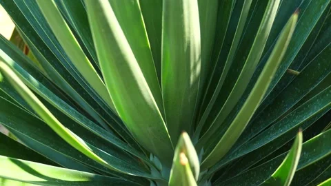 Green tropical background from a palm tree close up. Slow motion video. Palm Stock Footage 138949286