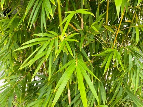 Green tropical bamboo fronds Stock Photos