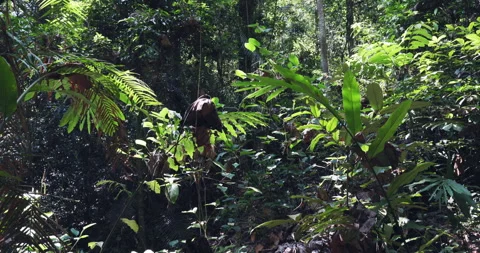 Green tropical deep forest hiking train sun light Stock Footage 334051274