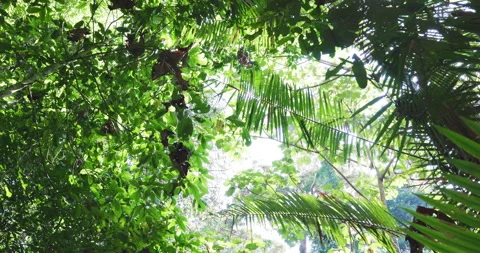 Green tropical deep green tree forest sunny day Stock Footage 334050706