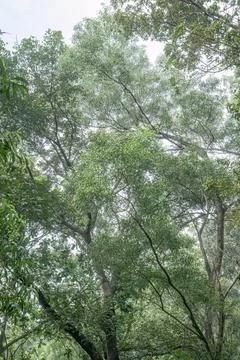 Green Tropical Forest Canopy with Branches and Bright Sky**.57 characters Stock Photos