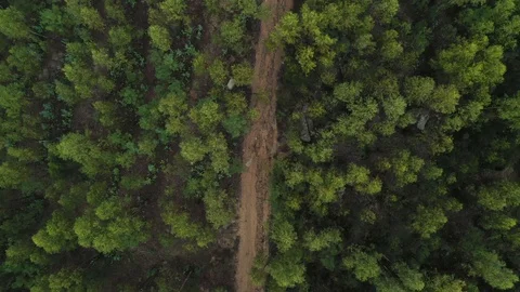 Green tropical forest in cloudy weather top view Stock Footage 118966037