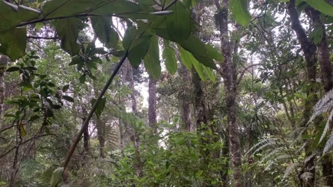 Green tropical forest Video stock 244679397