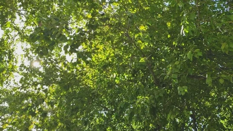 Green tropical forest heading up view under big trees with thick green leafs Stock Footage 110900740