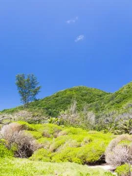 Green tropical forest Stock Photos
