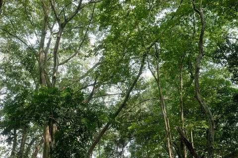 Green tropical forest structure with trunks and layered canopy Stock Photos