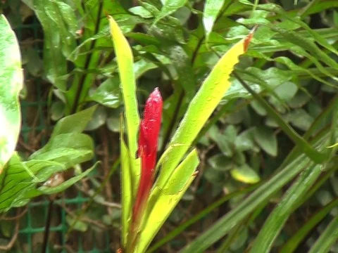 Green Tropical Garden Rolling View Stock Footage 101211170