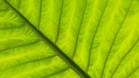 Green tropical leaf background. Pattern and texture of a large tropical leaf  Stock Footage 88178251