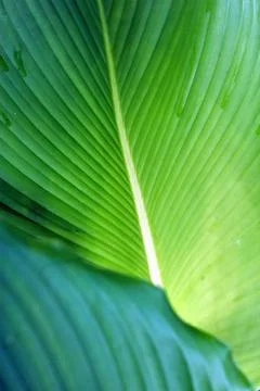 Green tropical leaf close up and selective focus Foto stock