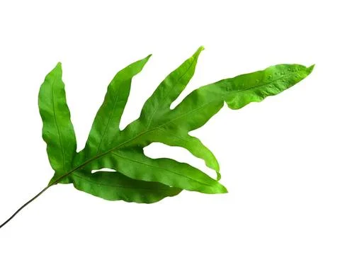 Green tropical leaf with detailed texture on white background Stock Photos