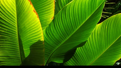 Green tropical leaf Stock Footage 230883944