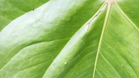 Green Tropical Leaf with Insects, Veins and Natural Abstract Texture Stock Footage 342027564